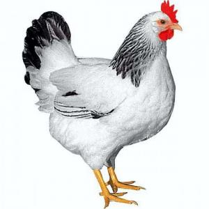 Drůbežárna Mírovka, Svoboda-Havel